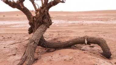 Tamarisk tree in the Sahara desert of South Morocco. Dry, arid desert landscape, drought, climate change. Background 4k footage.