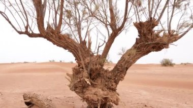 Tamarisk tree in the Sahara desert of South Morocco. Dry, arid desert landscape, drought, climate change. Background 4k footage.