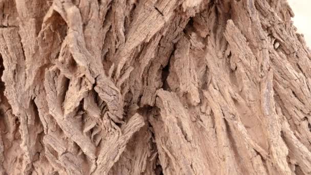 Αφηρημένη Κοντινή Λήψη Του Φλοιού Του Δέντρου Tamarisk Πλάνα Υφής — Αρχείο Βίντεο