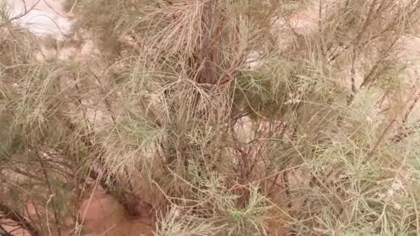 Tamarisk Tree Sahara Desert South Morocco Dry Arid Desert Landscape — Stockvideo