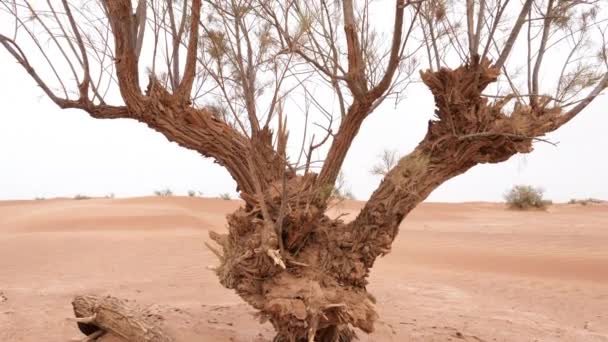 Δέντρο Tamarisk Στην Έρημο Σαχάρα Του Νοτίου Μαρόκου Ξηρό Άνυδρο — Αρχείο Βίντεο