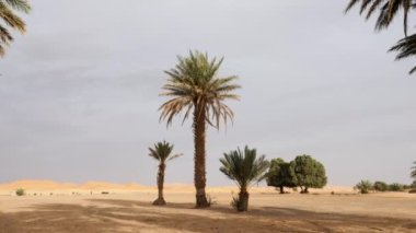 Idyllic desert landscape scenery with sand dunes and date palms. At Erg Chebbi, Merzouga, Morocco. 4k footage. 