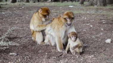 A family of barbary macaque monkeys in the cedar forest in Azrou, Morocco. 4k animal portrait.