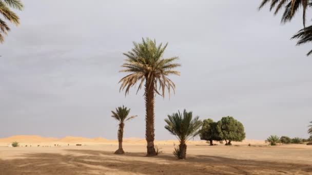 Idyllic Desert Landscape Scenery Sand Dunes Date Palms Erg Chebbi — ストック動画