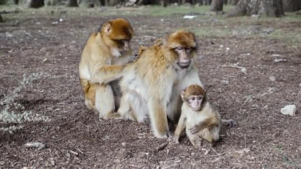 Family Barbary Macaque Monkeys Cedar Forest Azrou Morocco Animal Portrait — Stockvideo