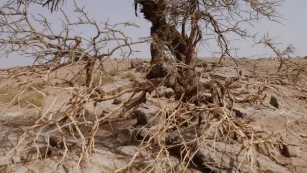 Acacia Tree Sahara Desert South Morocco Dry Arid Desert Landscape — Stockvideo