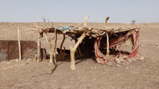 Una Cabaña Nómada Utilizada Para Ganado Sombra Desierto Del Sahara — Vídeo de stock