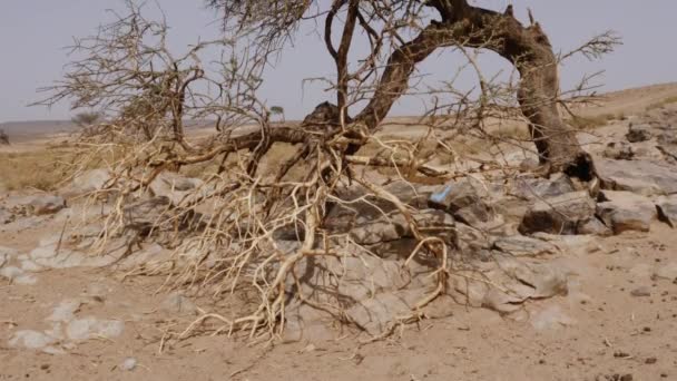 Akácfa Dél Marokkói Szahara Sivatagban Száraz Sivatagi Táj Aszály Éghajlatváltozás — Stock videók