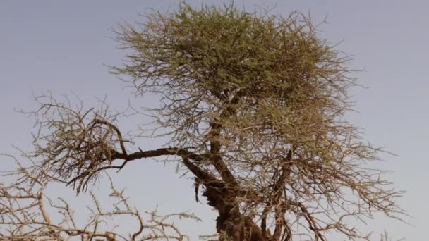 Acacia Dans Désert Sahara Sud Maroc Paysage Désertique Sec Aride — Video