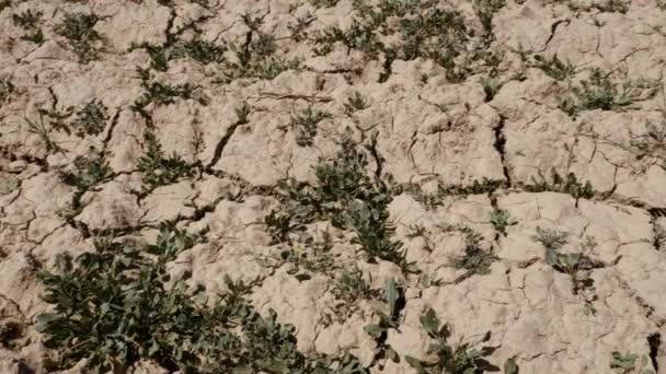 Suchá Písčitá Pouštní Půda Několika Zelenými Rostlinami Oáze Jižním Maroku — Stock video