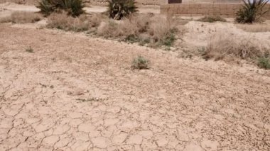 Güney Fas 'taki bir vahada birkaç yeşil bitki ve kuru hurma ağaçları olan kuru kumlu çöl arazisi. Kuraklık, iklim değişikliği ve küresel ısınma kavramı. 4k