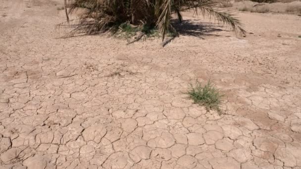 Dry Sandy Desert Ground Few Green Plants Dry Date Palms — Stock Video