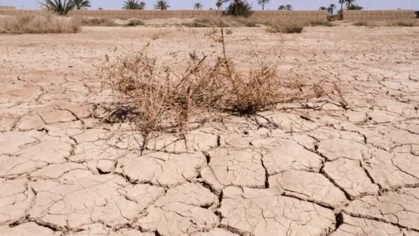 Drought Dry Sandy Desert Ground Oasis South Morocco Concept Drought — Stock Video