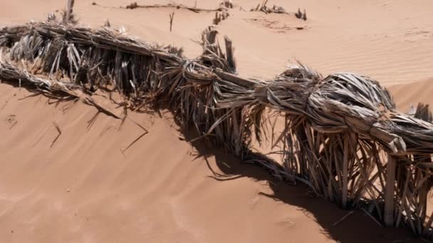 Антиопустынивание Песчаных Заборов Близ Эрфуда Южное Марокко Кадров — стоковое видео