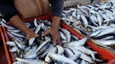 Fas 'ın Essaouira limanındaki balık pazarında taze yakalanmış sardalyalar dağıtıma hazırlanıyor. Yemek arkaplan görüntüsü 4k.