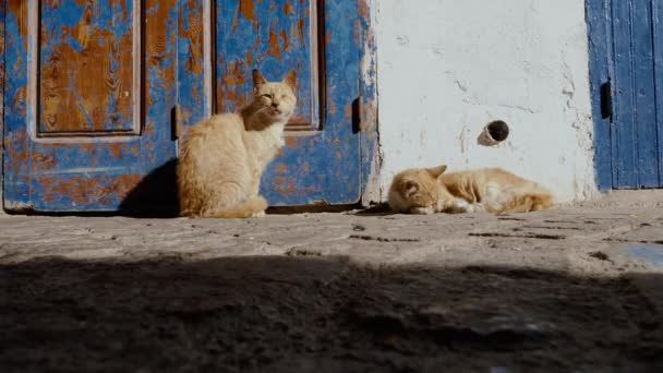 Twee Straatkatten Medina Van Essaouira Marokko Dier Beeldmateriaal — Stockvideo