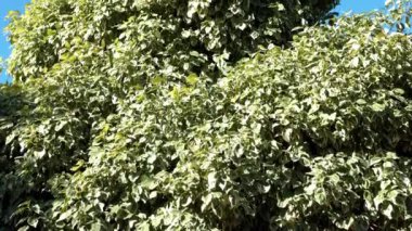Kışlık bir ağacın yaprakları, Euonymus Fortei. Doğa ağacı arka plan görüntüsü 4K. 