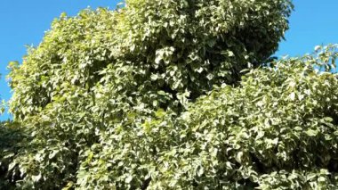 Kışlık bir ağacın yaprakları, Euonymus Fortei. Doğa ağacı arka plan görüntüsü 4K. 