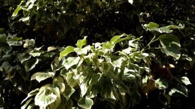 Kışlık bir ağacın yaprakları, Euonymus Fortei. Doğa ağacı arka plan görüntüsü 4K. 