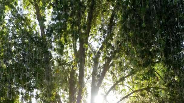 Foliage Weeping Bottlebrush Callistemon Viminalis Nature Tree Plant Background Footage — Stock Video
