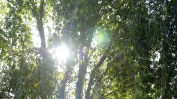 Folhagem Uma Escova Garrafa Chorando Callistemon Viminalis Natureza Árvore Planta — Vídeo de Stock