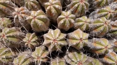 Vahşi reçine spurge kaktüs, Euphorbia echinus bitkisi. Fas 'taki Atlantik kıyısında ekili olmayan çöl kaktüsü. Doğanın 4k görüntüsü. 