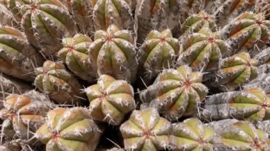 Vahşi reçine spurge kaktüs, Euphorbia echinus bitkisi. Fas 'taki Atlantik kıyısında ekili olmayan çöl kaktüsü. Doğanın 4k görüntüsü. 