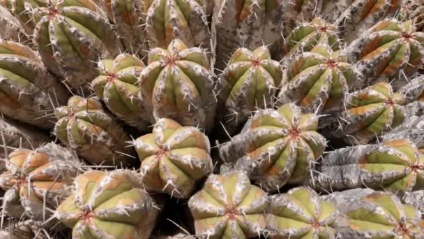 Vahşi Reçine Spurge Kaktüs Euphorbia Echinus Bitkisi Fas Taki Atlantik — Stok video