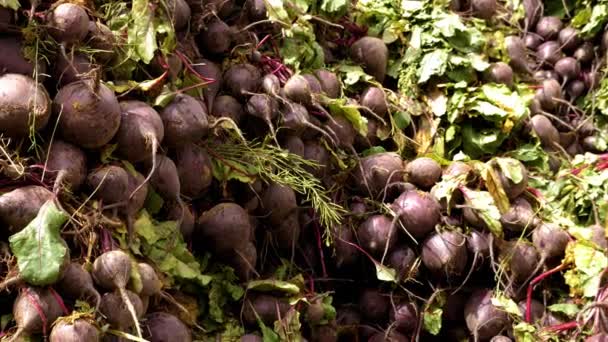 Organiczne Naturalne Buraki Zielenią Niedzielnym Targu Rissani Maroku Rolnicy Sprzedają — Wideo stockowe