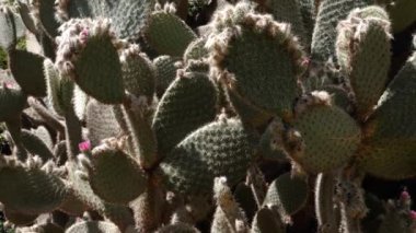Armut dikenli kaktüs (Opuntia) sulu bitki. Kaktaceae ailesi, kurak iklimlerde doğal olarak büyüdüler. Doğanın 4k görüntüsü.