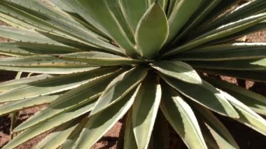 Agave kaktüs sulu bitki. Kurak iklimlerde doğal olarak yetişen kuşkonmaz ailesi. Doğanın 4k görüntüsü.