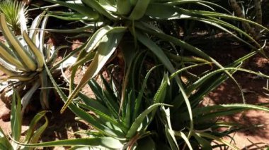 Aloe Vera kaktüs bir bahçede. Deri tedavisi için doğal tıbbi bitki. Doğanın 4k görüntüsü.