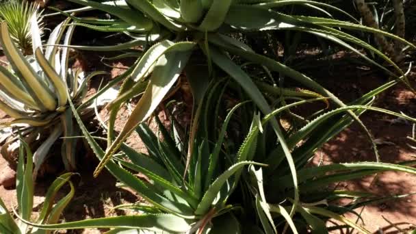 Aloe Vera Plante Cactus Dans Jardin Plante Médicale Naturelle Pour — Video