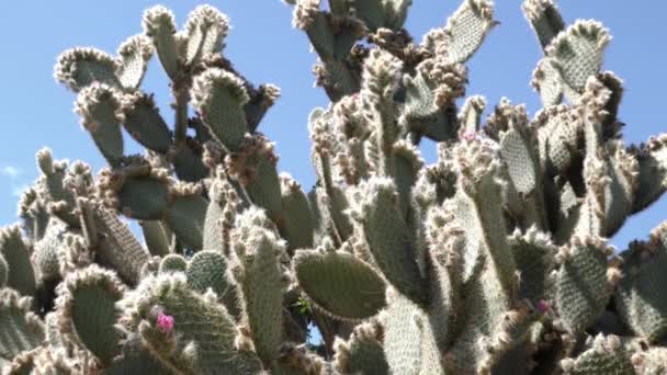 Roślina Soczysta Gruszki Kaktusowej Opuntia Rodzina Kaktusów Naturalnie Uprawiana Suchym — Wideo stockowe