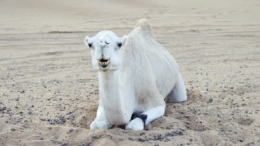 Beyaz bir deve, dromedary kumda dinlenirken çiğniyor. Fas 'ın Sahra Çölü. 4k görüntü