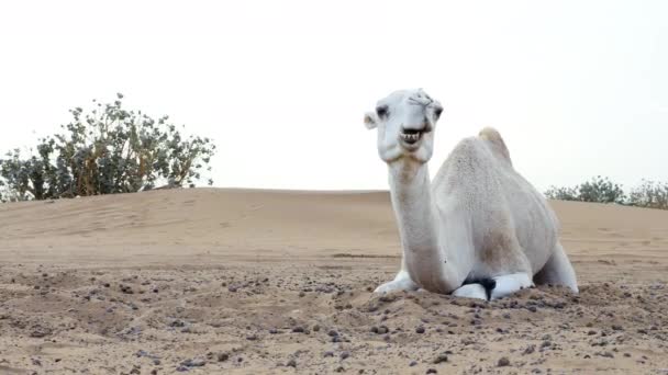 砂の中でのんびりと寝そべっている間 白いラクダ 水虫は噛みつきを食べる モロッコのサハラ砂漠 4K映像 — ストック動画