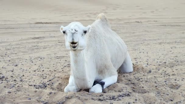 砂の中でのんびりと寝そべっている間 白いラクダ 水虫は噛みつきを食べる モロッコのサハラ砂漠 4K映像 — ストック動画
