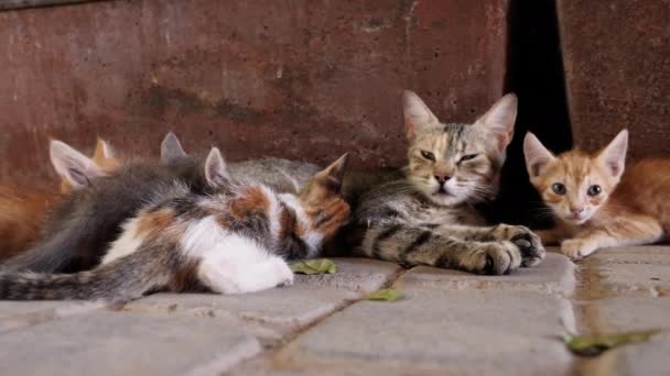 Eine Straßenkatzenfamilie Kätzchen Der Medina Von Marrakesch Marokko Animal Filmmaterial — Stockvideo