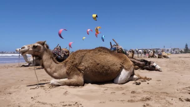 Essaouira Marokko Juni 2022 Strand Met Dromedarissen Kitesurfers Zomertijd Leuk — Stockvideo