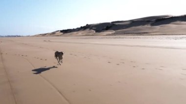 Kahverengi ve siyah bir tazı olan Sloughi köpekleri (Kuzey Afrika tazısı), Fas 'ın Essaouira plajında yarışır. Mutlu ev hayvanları açık hava aktivitesi, yavaş çekim. 4k