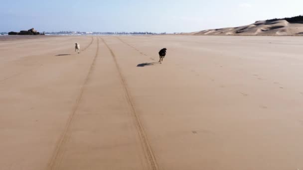 Cães Sloughi Castanhos Pretos Galgos Cinzentos Galgos Norte Africano Correm — Vídeo de Stock