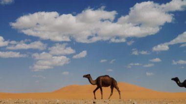 Develer (dromedaries) arka planda Erg Chebbi 'nin kum tepeleriyle çölde yürürler. Merzouga, Fas 'ın Sahra Çölü. 4k görüntü.