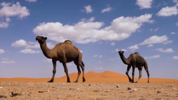Camelos Dromedários Caminham Deserto Com Dunas Areia Erg Chebbi Fundo — Vídeo de Stock