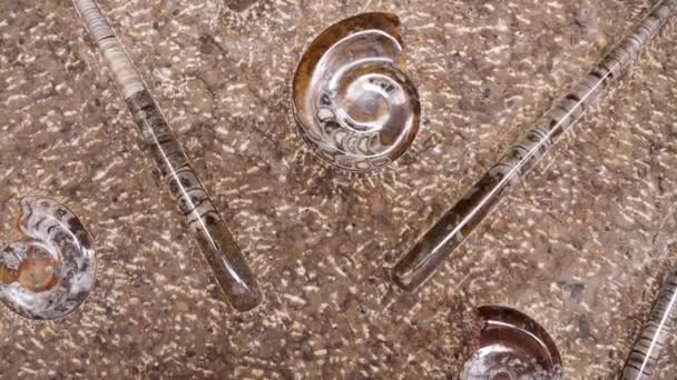 Fas Taki Sahra Çölü Nden Fosilleşmiş Amonit Ortoceras Fosilleri Içeren — Stok video