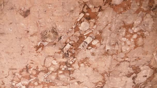 Detail Van Een Plaat Met Gefossiliseerde Gepolijste Orthoceras Fossielen Uit — Stockvideo