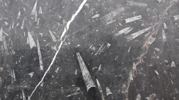 Detail Einer Platte Mit Versteinerten Polierten Orthoceras Fossilien Aus Der — Stockvideo