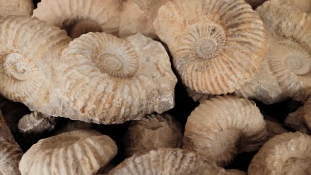 Auténticos Fósiles Naturales Amonita Del Desierto Marruecos Imágenes — Vídeos de Stock