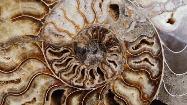Aufgeschnittenes Natürliches Ammoniten Fossil Aus Der Sahara Marokko Filmmaterial — Stockvideo