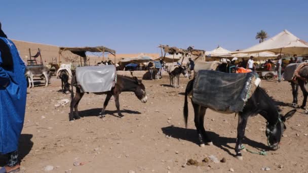 Rissani Morocco October 2023 Donkeys Wait Sunday Market Touristic Site — Stock Video