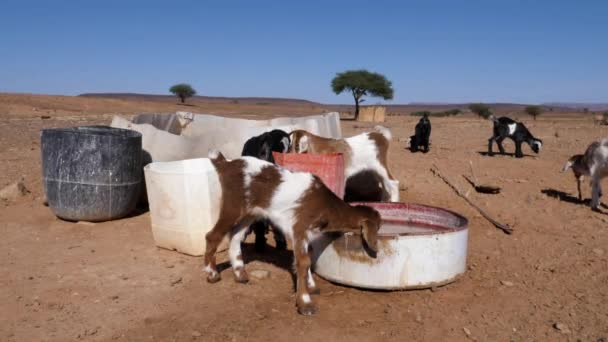 Małe Kozy Piją Wodę Pustyni Żywy Inwentarz Koczowników Żyjących Saharze — Wideo stockowe